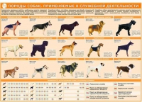 Комплект плакатов "Кинология" - «globural.ru» - Архангельск