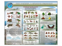 Стенд "Как выжить в суровых условиях" (вариант 1) - «globural.ru» - Архангельск