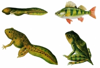 Модель-аппликация Цикл развития костной рыбы и лягушки - «globural.ru» - Архангельск