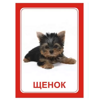 Логопедка "Щ, Х" (логопедические карточки) - «globural.ru» - Архангельск