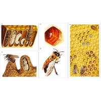 Модель-аппликация Пчелы. Строение улья - «globural.ru» - Архангельск