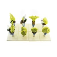 Комплект моделей "Строение мозга позвоночных" - «globural.ru» - Архангельск