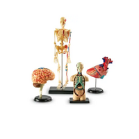 Дидактическое пособие по окружающему миру «Изучаем строение человека» (Анатомические модели) - «globural.ru» - Архангельск