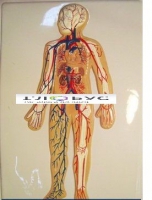Модель барельефная «Кровеносная система» - «globural.ru» - Архангельск