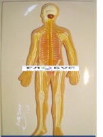 Модель барельефная «Нервная система» - «globural.ru» - Архангельск