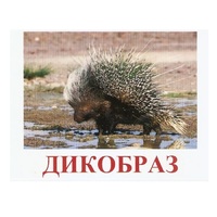 Карточки Домана "Дикие животные-3" - «globural.ru» - Архангельск