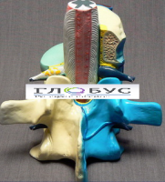 Модель "Части позвоночника человека" - «globural.ru» - Архангельск