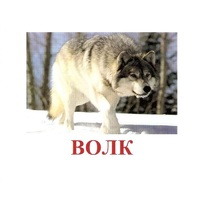 Карточки Домана "Дикие животные-1" - «globural.ru» - Архангельск