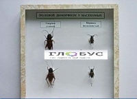 Коллекция энтомологическая "Половой диморфизм" - «globural.ru» - Архангельск