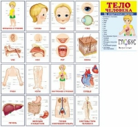 Раздаточные карточки "Тело человека" - «globural.ru» - Архангельск