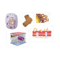 Модель-аппликация "Строение клетки" (ламинированная) - «globural.ru» - Архангельск