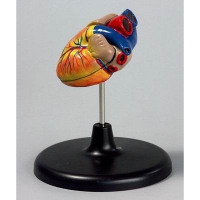 Модель "Сердце" (лабораторная) - «globural.ru» - Архангельск