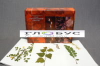 Гербарий для начальной школы (28 видов) - «globural.ru» - Архангельск