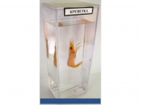 Влажный препарат Креветка - «globural.ru» - Архангельск