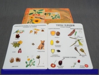 Коллекция "Семена и плоды" (вариант 1) - «globural.ru» - Архангельск