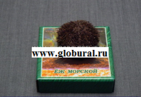 Сухой препарат "Еж морской" - «globural.ru» - Архангельск