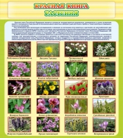 Стенд "Красная книга - растения" - «globural.ru» - Архангельск