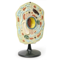 Модель "Клетка растения" - «globural.ru» - Архангельск