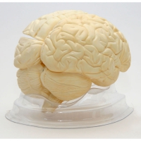 Модель "Мозг в разрезе" (белый) - «globural.ru» - Архангельск