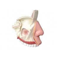 Модель "Разрез носоглотки" - «globural.ru» - Архангельск