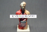 Торс человека 42 см  - «globural.ru» - Архангельск