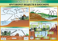 Таблица Круговорот веществ в биосфере 1000*700 винил - «globural.ru» - Архангельск