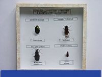 Коллекция энтомологическая "Приспособительные изменения в конечностях насекомых" - «globural.ru» - Архангельск