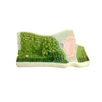 Модель Строение листа - «globural.ru» - Архангельск