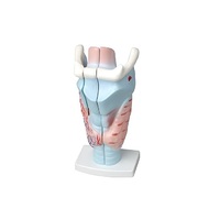 Модель гортани в разрезе - «globural.ru» - Архангельск