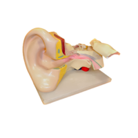 Модель Ухо человека - «globural.ru» - Архангельск