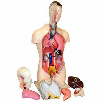 Торс человека разборный (42 см.) - «globural.ru» - Архангельск