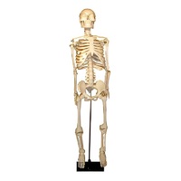 Скелет человека на штативе (85 см) - «globural.ru» - Архангельск