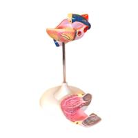 Модель сердца (лабораторная) - «globural.ru» - Архангельск