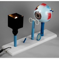 Модель "Зрение" - «globural.ru» - Архангельск