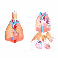 Модель "Система органов дыхания"	 - «globural.ru» - Архангельск