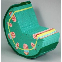 Модель "Стебель растения" - «globural.ru» - Архангельск