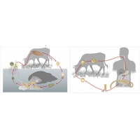 Модель-аппликация Цикл развития бычьего цепня и печеночного сосальщика - «globural.ru» - Архангельск