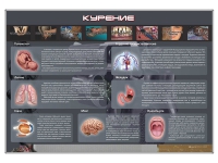 Стенд "Курение" (вариант 1) - «globural.ru» - Архангельск