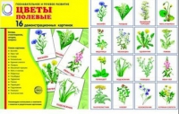 Демонстрационные карточки "Цветы полевые" - «globural.ru» - Архангельск