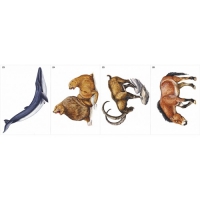 Модель-аппликация Многообразие хордовых. Млекопитающие - «globural.ru» - Архангельск