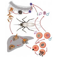 Модель-аппликация Цикл развития малярийного плазмодия - «globural.ru» - Архангельск
