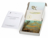 Модель-аппликация Развитие лягушки (набор из 10 карт) - «globural.ru» - Архангельск