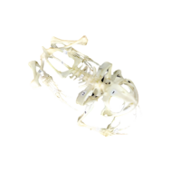 Скелет лягушки - «globural.ru» - Архангельск