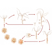 Модель-аппликация Строение и цикл развития гидры - «globural.ru» - Архангельск