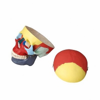 Модель "Череп человека с раскрашенными костями" - «globural.ru» - Архангельск