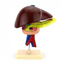 Модель "Печень" - «globural.ru» - Архангельск