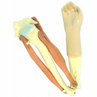 Модель локтевого сустава подвижная - «globural.ru» - Архангельск