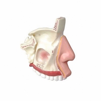 Модель носа в разрезе - «globural.ru» - Архангельск