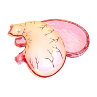 Модель желудка в разрезе - «globural.ru» - Архангельск