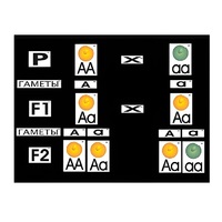 Модель-аппликация "Моногибридное скрещивание" (ламинированная) - «globural.ru» - Архангельск